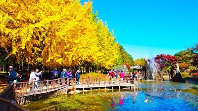 NGẮM HOA ANH ĐÀO TẠI HÀN QUỐC: SEOUL-ĐẢO NAMI-THÁP TRUYỀN HÌNH-CÔNG VIÊN HOA ANH ĐÀO YEOUIDO-CÔNG VIÊN EVERLAND - Image - 6958